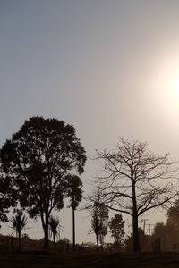 Bare trees on field against clear sky