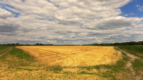 Scenic view of agricultural field against sky