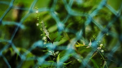 Close-up of fresh green plants in sunlight