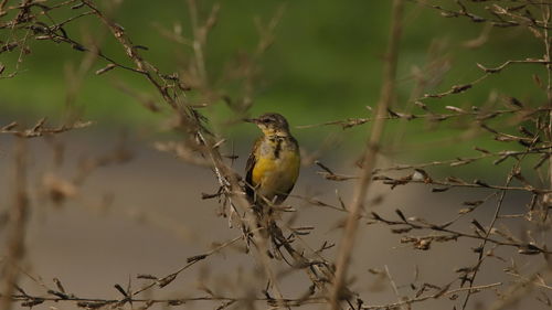 Bird perching on branch