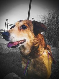 Close-up of dog looking away