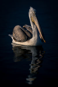 Close-up of pelican on lake