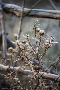 Close-up of dried plant