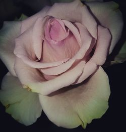 Close-up of rose blooming outdoors