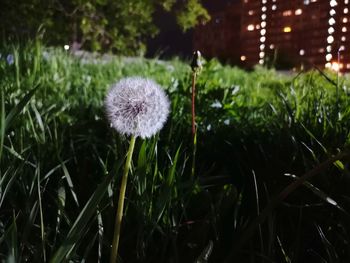 Close-up of dandelion on field