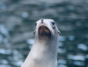 Close-up of seal