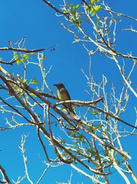 Low angle view of bird perching on tree