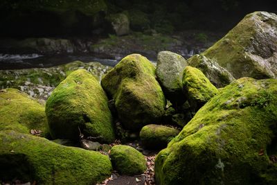 Moss covered rocks at riverbank