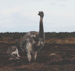 View of bird on field