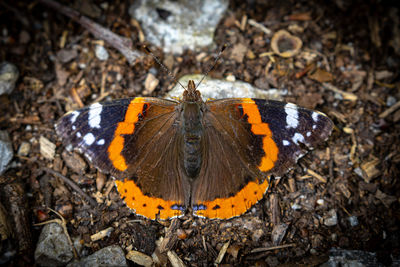 High angle view of butterfly on flower