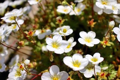 Close-up of white flowers