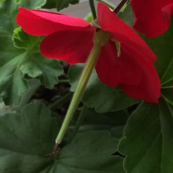 Close-up of red flowers