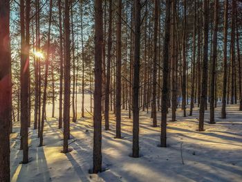 Trees on snow covered land