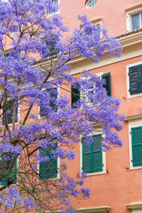 View of purple flowering plants against building