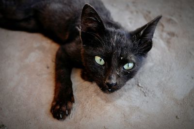 High angle portrait of cat relaxing on floor