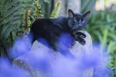 Close-up of a cat