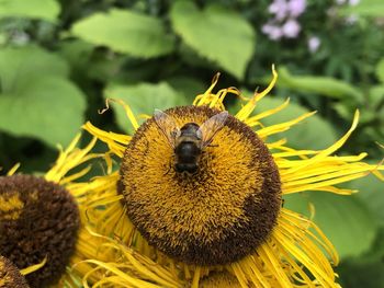 Close-up of bee on sunflower