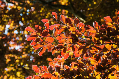 Close-up of maple leaves on plant during autumn