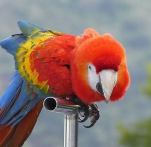 Close-up of parrot perching