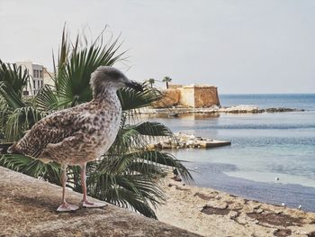 View of bird on beach against the sky