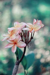 Close-up of flowers against blurred background