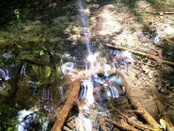 High angle view of trees growing in forest