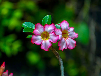 Close-up of pink flowering plant