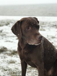 Close-up of a dog looking away