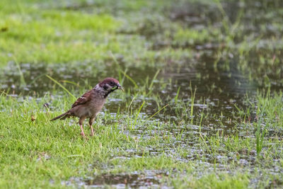 Side view of a bird on field