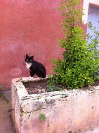 Cat sitting outdoors