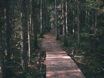 Footpath amidst trees in forest