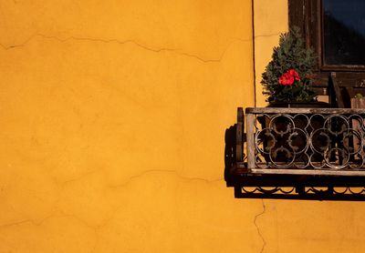 Potted plant on wall of building