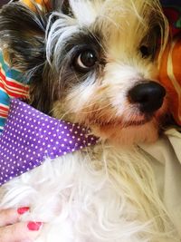 Close-up portrait of dog