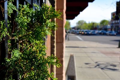 Plants growing on house