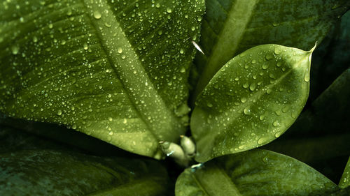 Full frame shot of green leaves