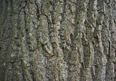 Full frame shot of tree trunk