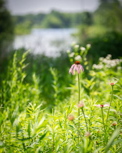 Close-up of flowering plants on field