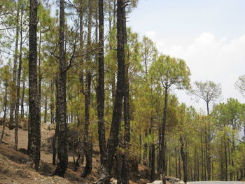 Trees in forest