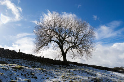 Bare tree against snow covered landscape