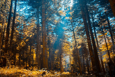 Trees in forest during autumn