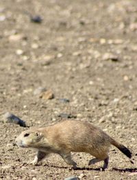 animal