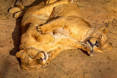 High angle view of lion cubs lying on field