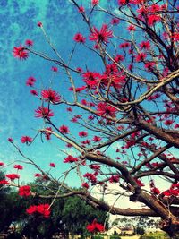 Low angle view of pink flowers