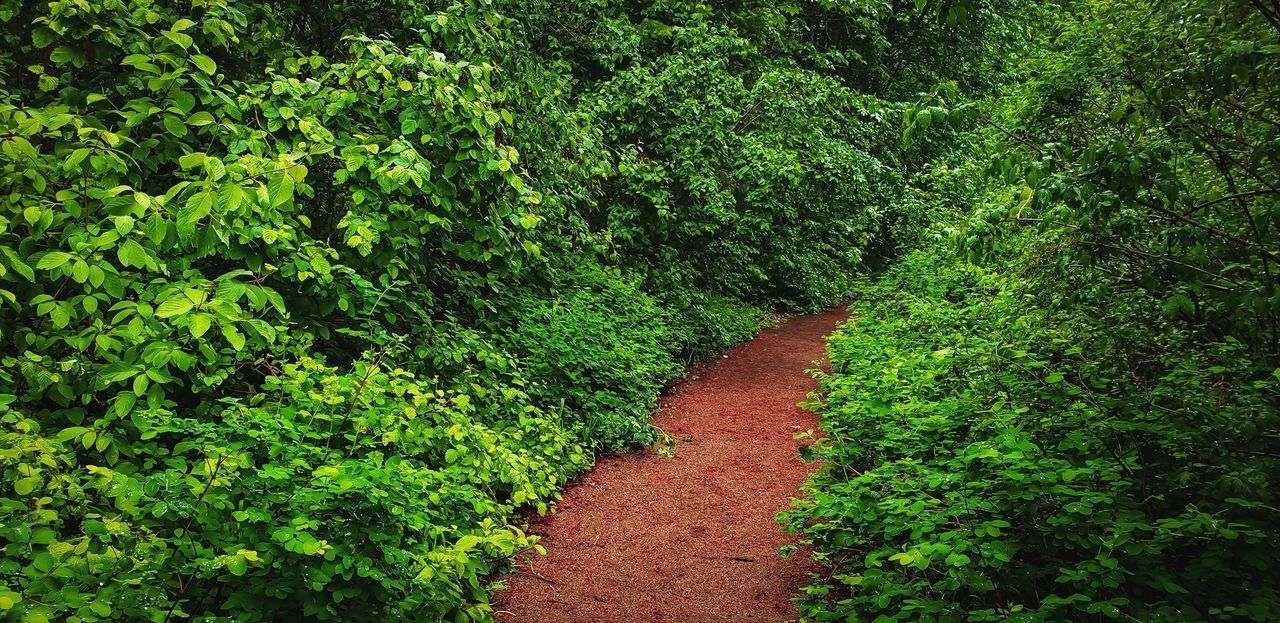 plant, green color, growth, beauty in nature, tree, nature, the way forward, tranquility, footpath, direction, foliage, lush foliage, no people, day, forest, land, leaf, plant part, tranquil scene, outdoors, trail, garden path