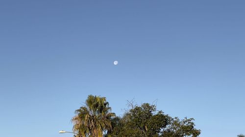 Low angle view of trees against clear blue sky