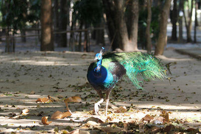 Close-up of peacock