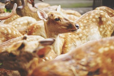 Close-up of an animal