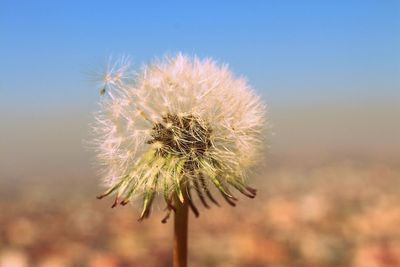 dandelion