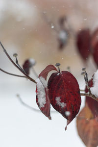 Close-up of dry leaves on tree during winter