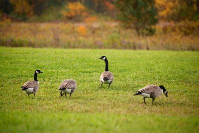 Ducks on a field